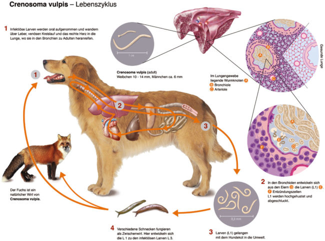 longworm hartworm hond