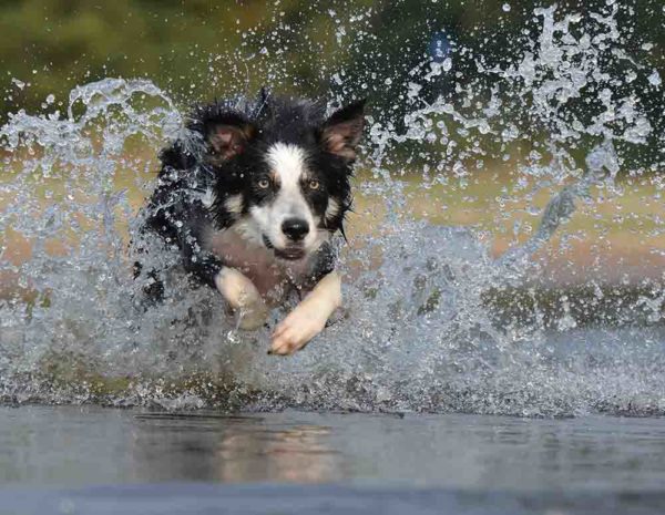 hond water