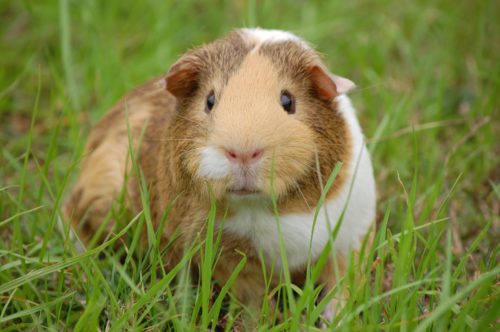 cavia