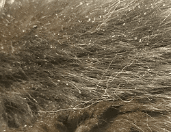 huidklachten huisdier