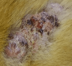 huidklachten huisdier