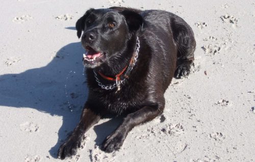 hond strand