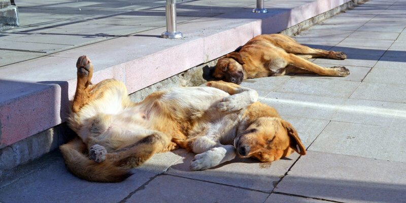 oververhit overhitting hond