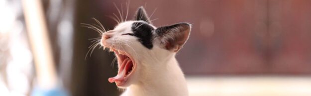 huisdierentandarts kat