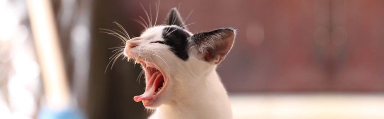 huisdierentandarts kat