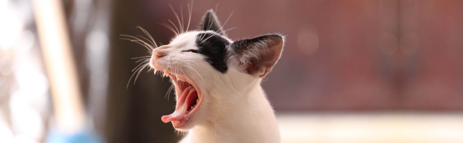 huisdierentandarts kat