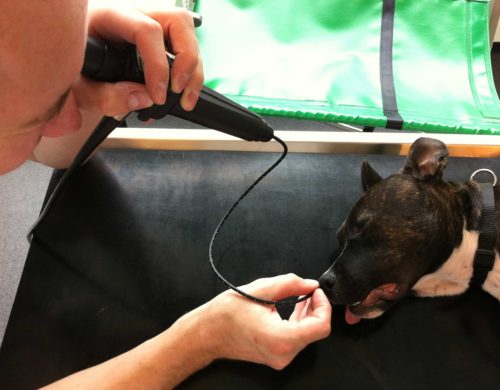 verdoving hond onderzoek