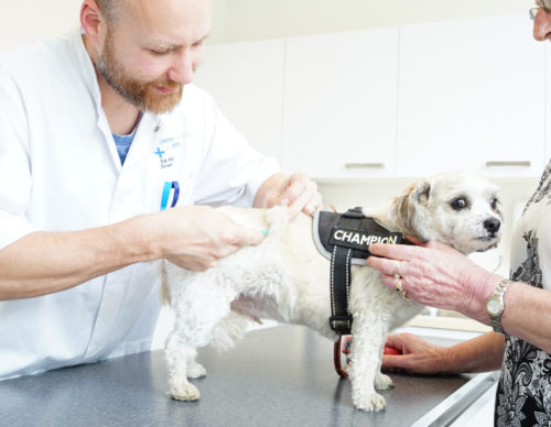 vaccinatie hond