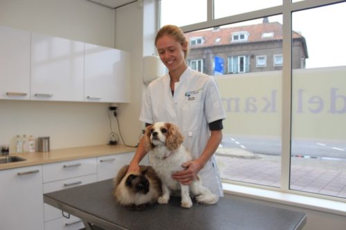 kat hond en konijn chippen eindhoven