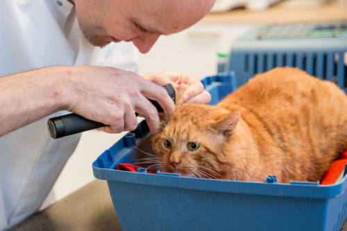 Dierenpraktijk Eindhoven Woensel