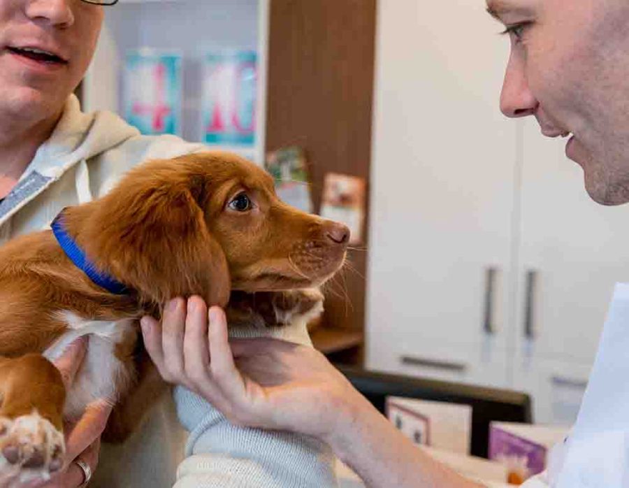 Dermatoloog hond Dierenziekenhuis Eindhoven