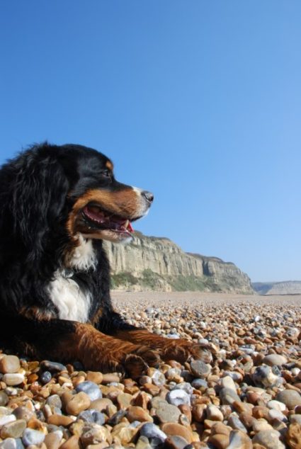 Dierenartsenpraktijk Son