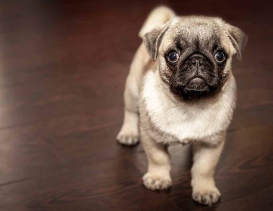 Dierenarts Eindhoven