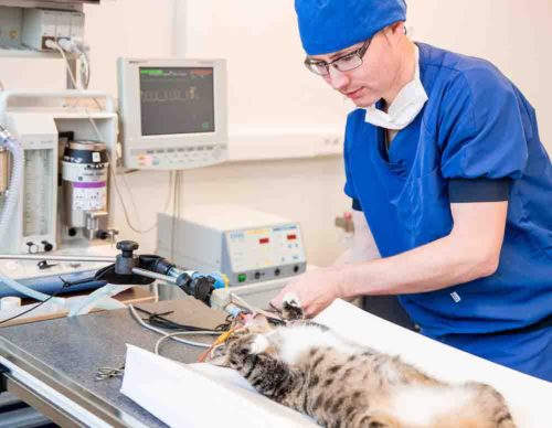 Dierenpraktijk Nuenen