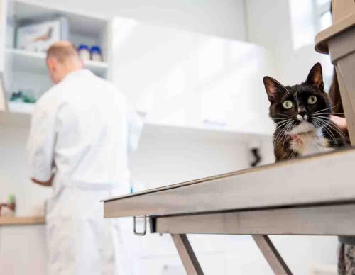 endoscopisch steriliseren