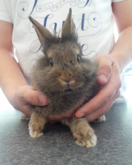 Dierenarts Valkenswaard