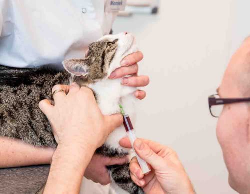 Dierenartsenpraktijk Eindhoven