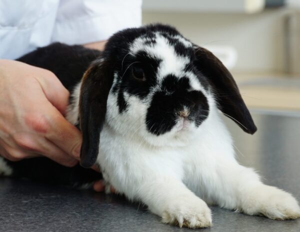Konijn vaccineren