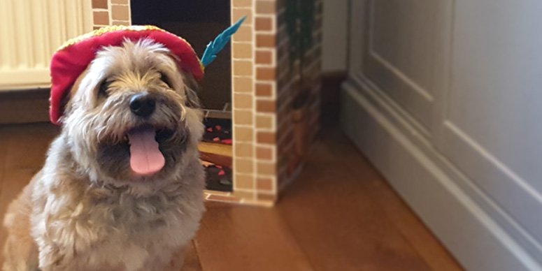 2020-website-schoentje-zetten-hond-kat-konijn