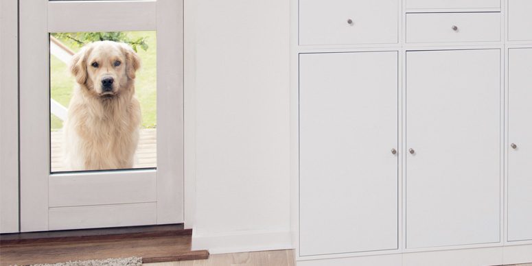 verlatingsangst-bij-honden