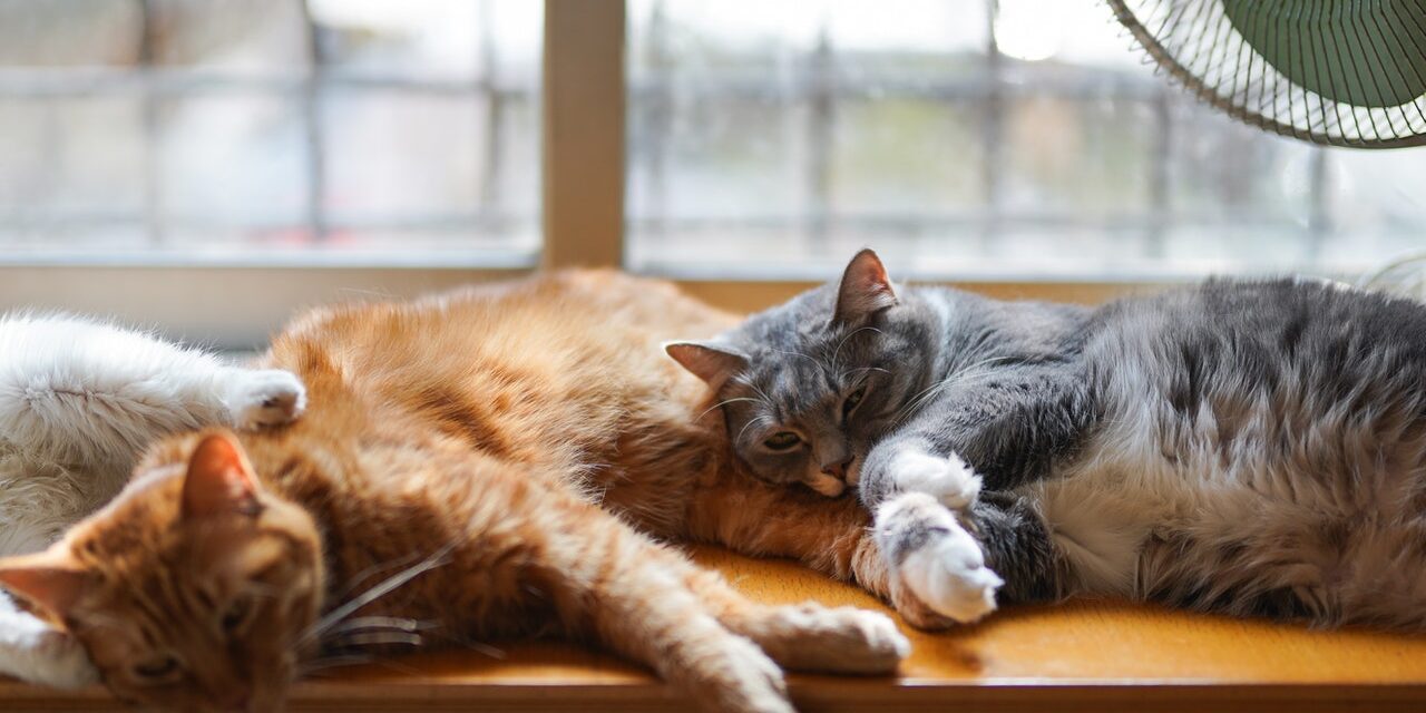 pexels-cats-coming-1787414 chippen kat