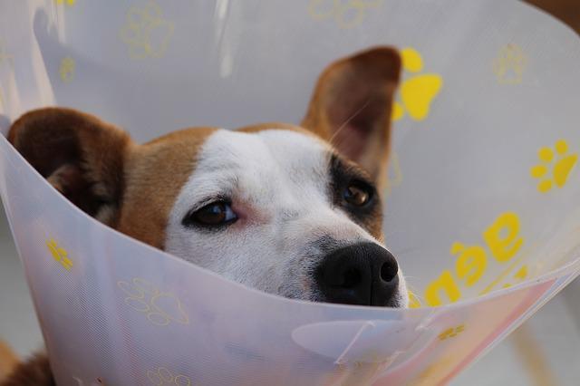 Kan een oudere hond geopereerd worden? 