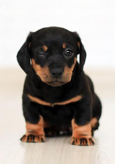 huisdierenarts waalre