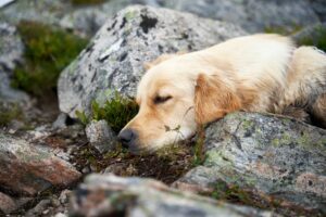Afscheid nemen van je hond