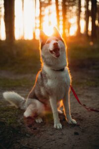 Gezonde hond in de natuur