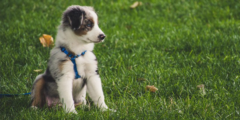 puppy-zindelijk-maken