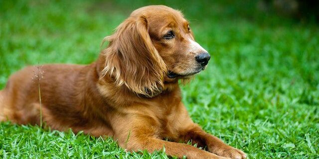 xylitol giftig honden xylitol giftig honden