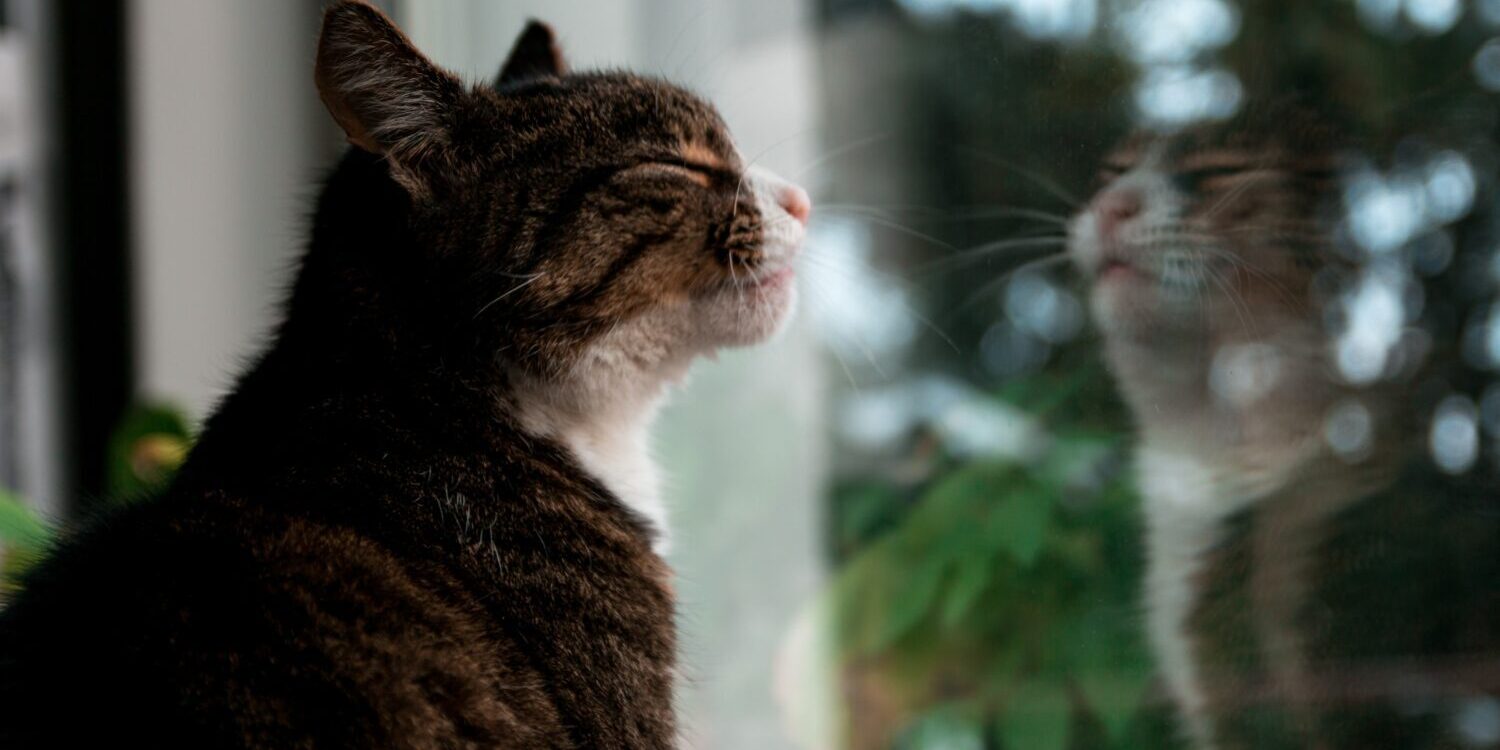 pexels-julian-majer-887773 Kat binnen