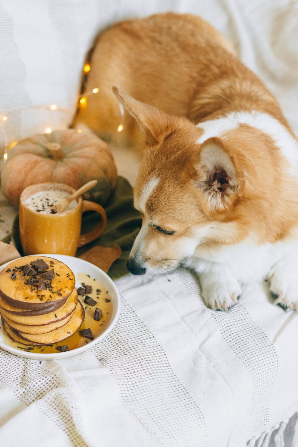 hond kat chocolade gegeten