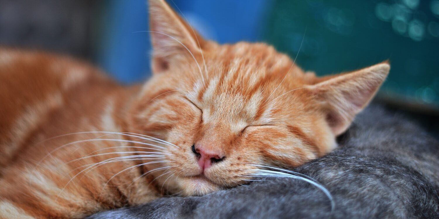 kunnen oudere dieren geopereerd worden