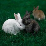 Dierenarts Oirschot verzorgt konijnen ook