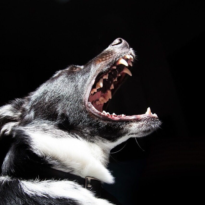 dog-407078_1280