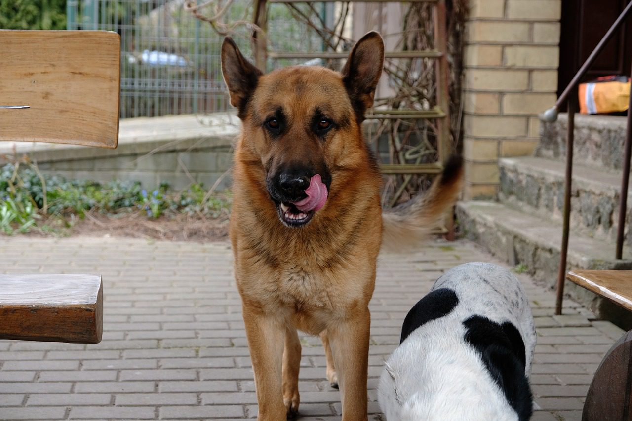 rozijnen giftig hond en kat