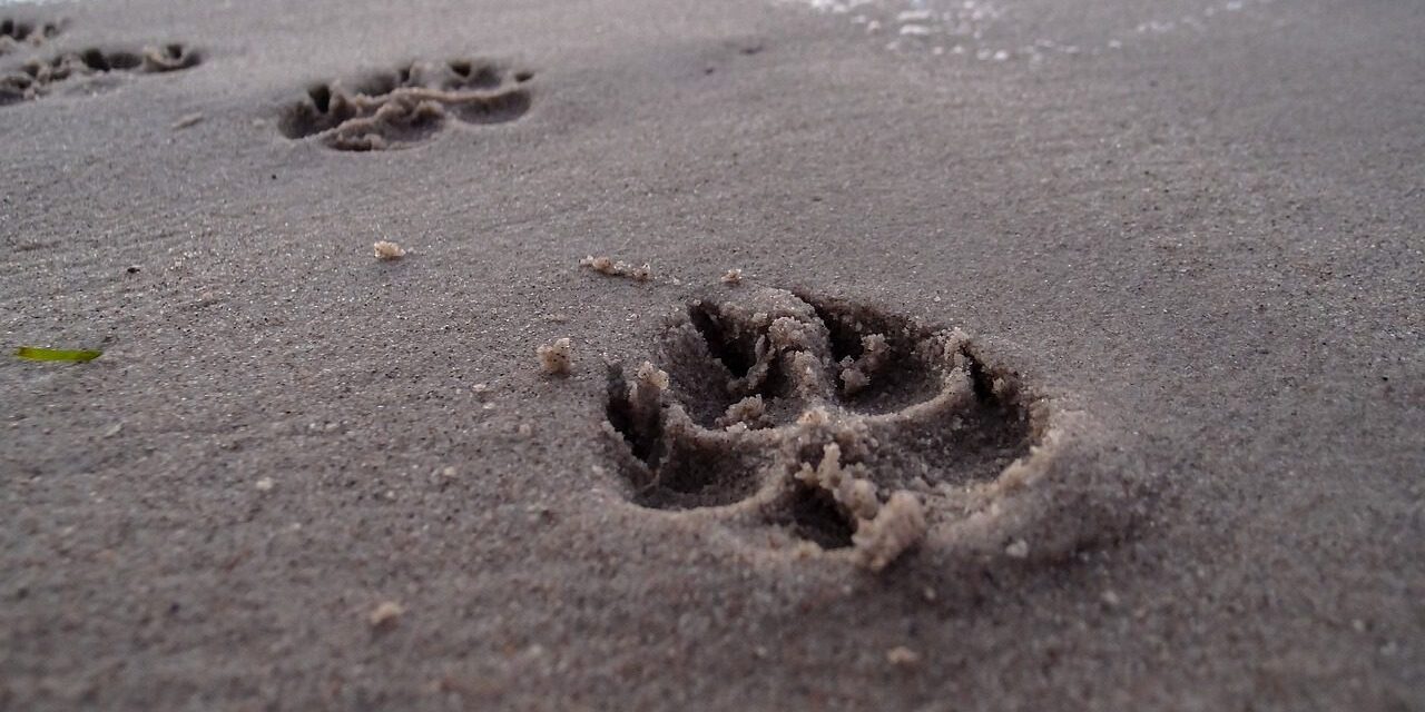 footprint-946189_1280