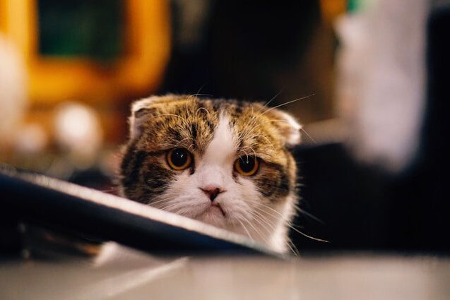 lichaamstaal kat aflezen aan stand oren