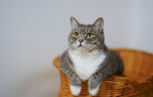 Kat in mand