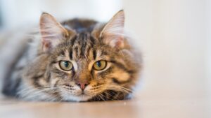 Kat laag bij grond