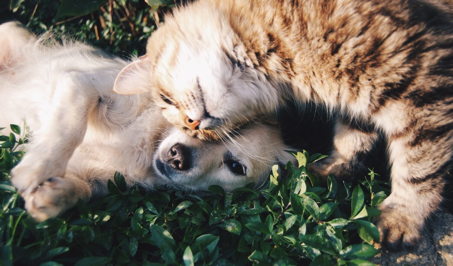 Hond/kat heeft drugs gegeten wat moet je doen?