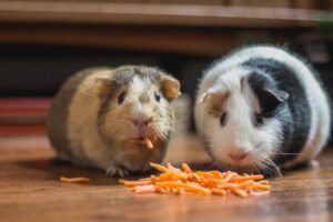 huisdier cavia's die wortelen aan het eten zijn