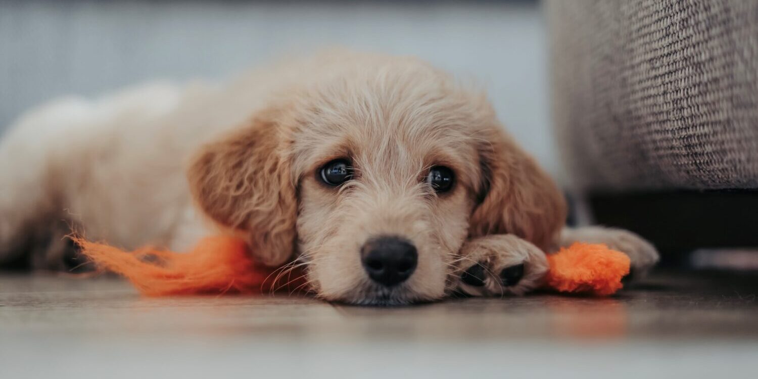 matthew-foulds-BN6uvogY5VM-unsplash paracetamol voor hond?