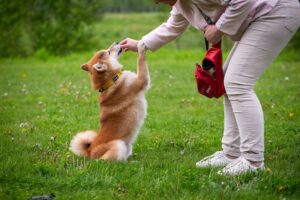 paracetamol voor je hond