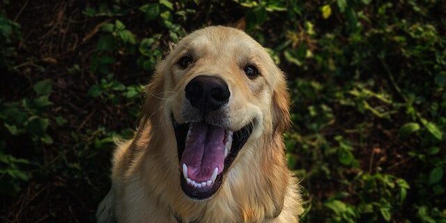 Dierenziekenhuis honden tanden poetsen