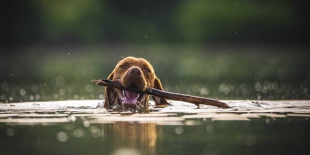 wanneer hond ontwormen