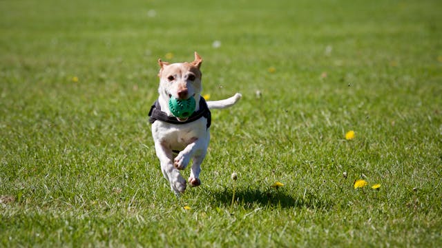 chemisch castreren hond leeftijd