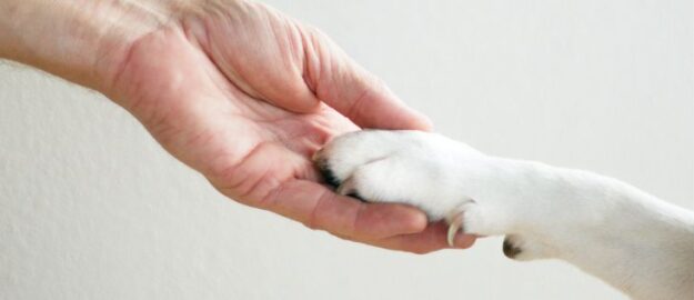 hond die pootje geeft