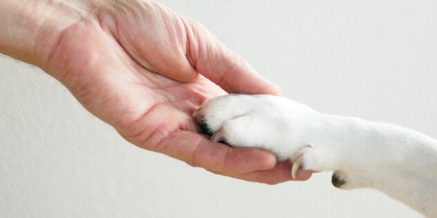 hond die pootje geeft